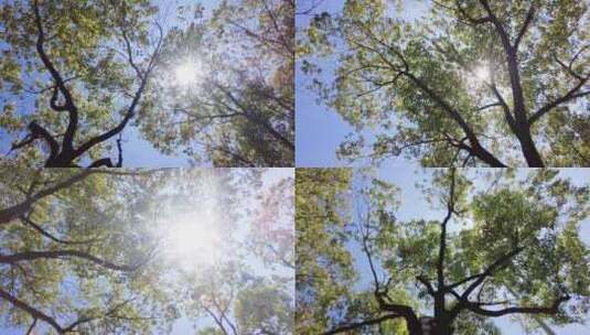 夏天阳光穿过树林树叶自然风景视频素材高清在线视频素材下载