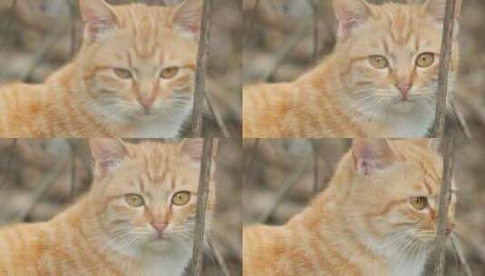 春天公园里可爱的猫咪流浪猫高清在线视频素材下载