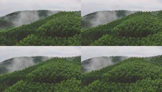 森林树木云雾航拍高清在线视频素材下载