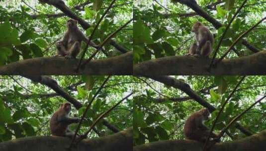 深圳塘朗山郊野公园野生猴群高清在线视频素材下载