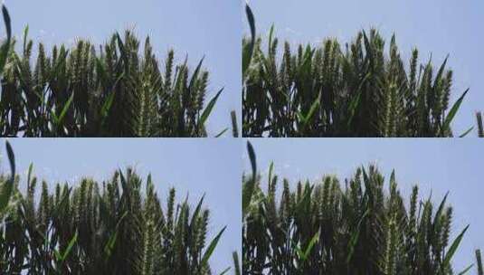 4K蓝天下的小麦高清在线视频素材下载
