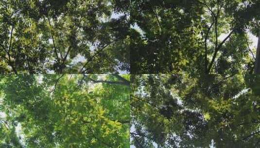 蓝天下风吹树叶植物实拍高清在线视频素材下载