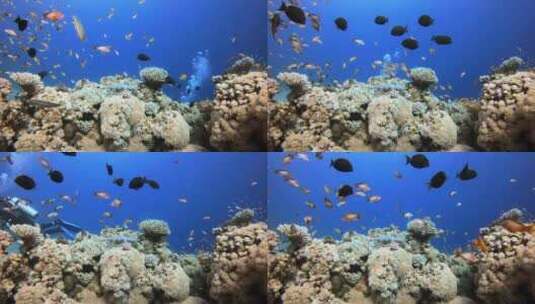 珊瑚场景与潜水员高清在线视频素材下载