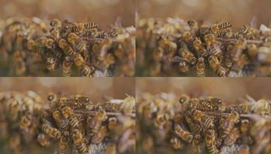 蜂巢蜜蜂养蜂高清在线视频素材下载