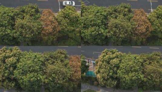 广东马路边开花的芒果树航拍高清在线视频素材下载