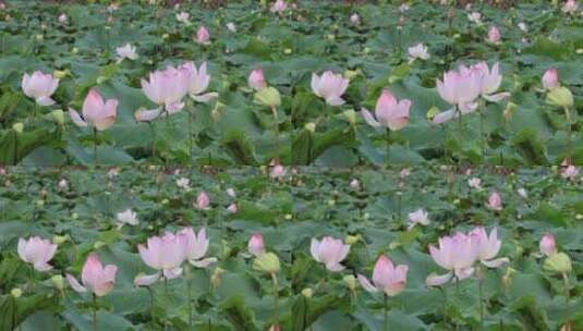 荷花、荷花池、荷叶、莲蓬高清在线视频素材下载