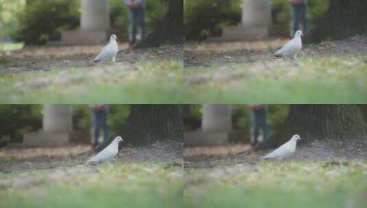 Pigeon， Park，布达佩斯，匈牙高清在线视频素材下载