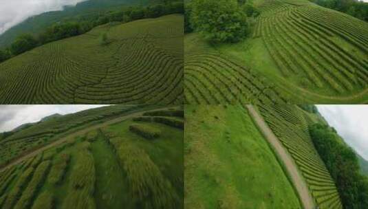 FPV航拍茶山茶园茶叶种植基地高清在线视频素材下载