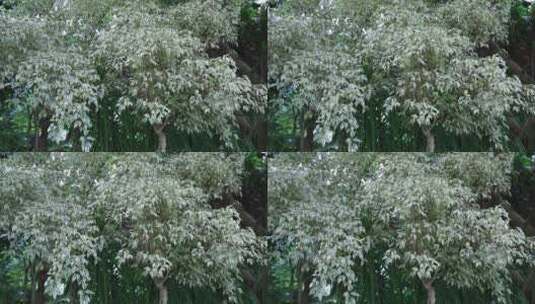 美丽的热带雨林植物特写高清在线视频素材下载