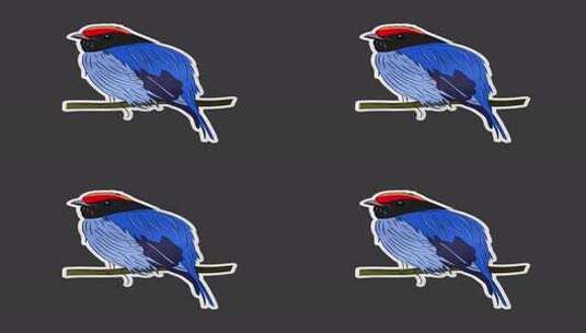 热带鸟类贴纸包高清在线视频素材下载