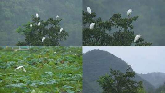 树枝荷塘白鹭飞鸟 鸟儿生态湿地环保高清在线视频素材下载