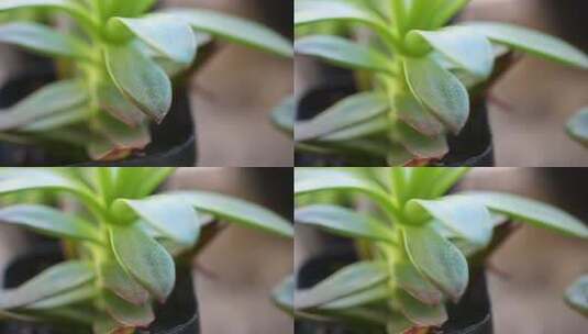 植物 多肉 养殖 盆栽 生机高清在线视频素材下载