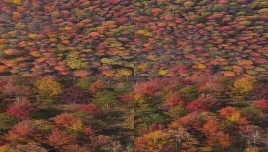 秋天秋叶秋景山林枫叶唯美红叶航拍高清在线视频素材下载