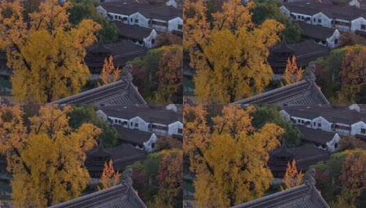 浙江嘉兴梅花洲石佛寺千年银杏航拍高清在线视频素材下载