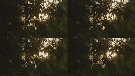 黄昏夕阳穿过枫叶光斑闪烁03高清在线视频素材下载