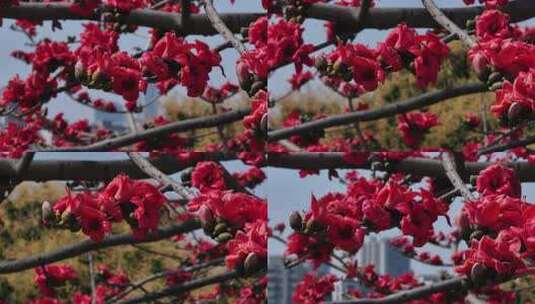 木棉花特写高清在线视频素材下载