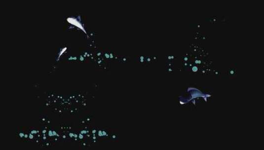 带通道蓝色锦鲤鱼带水泡跳跃素材高清AE视频素材下载