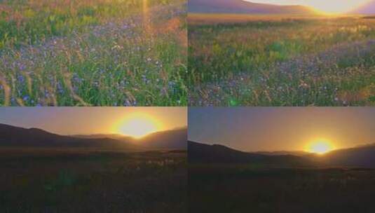 新疆赛里木湖夕阳下的野花高清在线视频素材下载