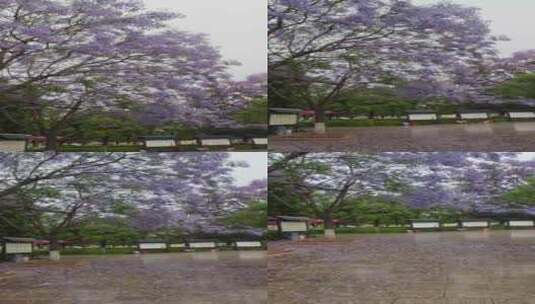 夏季雨后公园满地落叶的蓝花楹高清在线视频素材下载