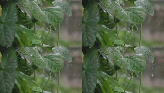 夏雨乡村田园，有趣的一角高清在线视频素材下载