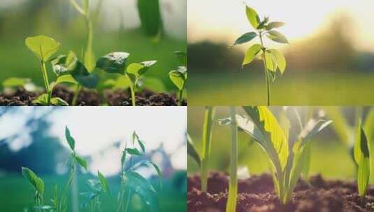 植物生长发芽高清在线视频素材下载