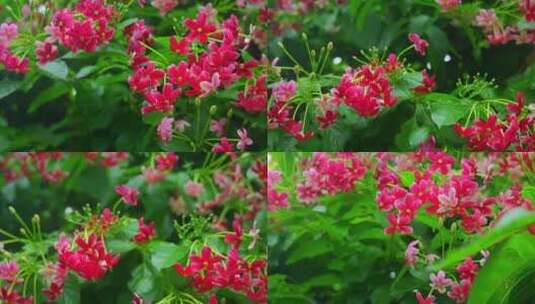 使君子花朵植物大自然自然风景自然风光高清在线视频素材下载