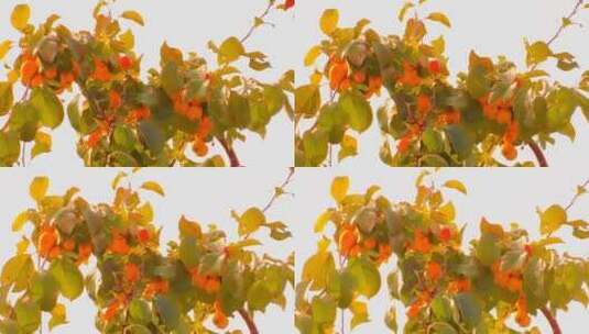 秋天果树特写高清在线视频素材下载
