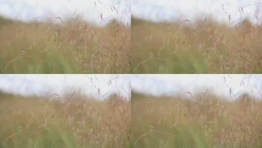 草梗上草籽的特写高清在线视频素材下载