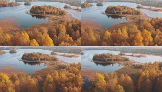 秋天树叶泛黄的森林航拍素材高清在线视频素材下载