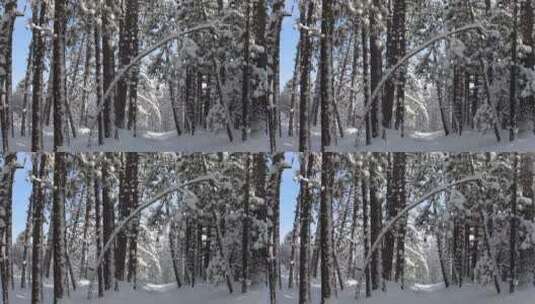 树上的雪道高清在线视频素材下载