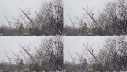4K北方冬天大雪中公园银杏树实拍视频高清在线视频素材下载