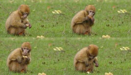 在草地上吃着面包的小猴子高清在线视频素材下载