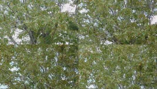 枝繁叶茂的枫树高清在线视频素材下载
