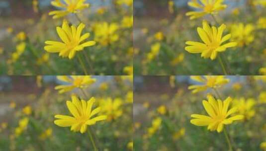 向日葵花卉特写4K高清在线视频素材下载