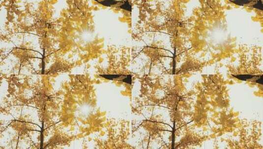秋天 银杏  阳光透过树叶高清在线视频素材下载