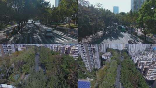 4k深圳植被茂盛城市道路两边行道树公路高楼高清在线视频素材下载
