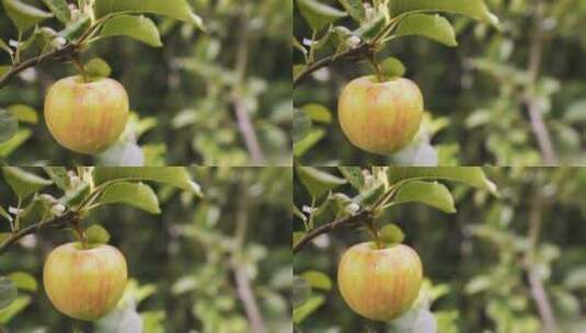 树上的新鲜的苹果高清在线视频素材下载