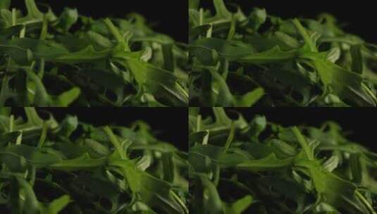 绿色蔬菜的特写镜头高清在线视频素材下载