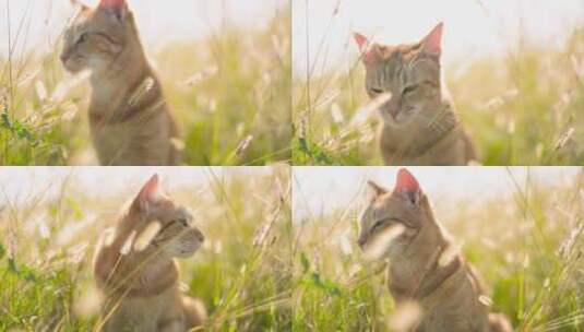 阳光下在草原里玩耍的小猫咪高清在线视频素材下载