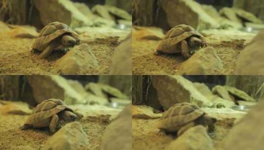 爬行的乌龟特写镜头高清在线视频素材下载