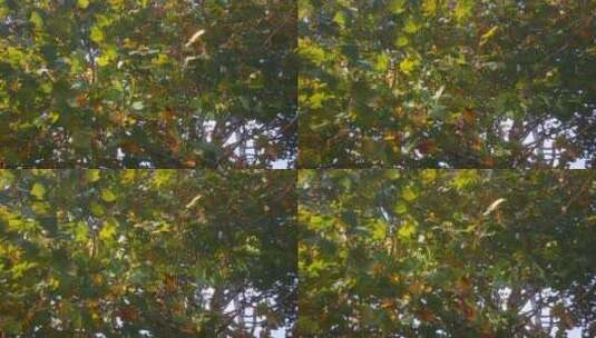 实拍秋天枫树叶高清在线视频素材下载