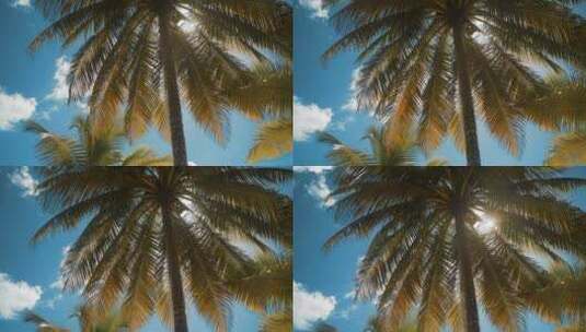 晴天的棕榈树高清在线视频素材下载