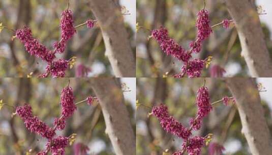 【镜头合集】北京植物园紫色花朵粉红色花高清在线视频素材下载