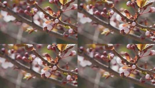 【镜头合集】初春樱花桃花鲜花花卉植物高清在线视频素材下载