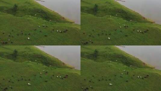 航拍草原上放养的羊群高清在线视频素材下载