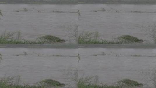 暴雨洪水LOG视频素材高清在线视频素材下载