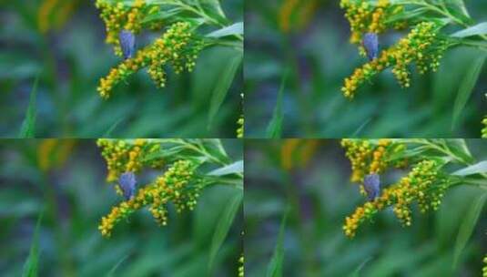 站在黄花上的蝴蝶高清在线视频素材下载