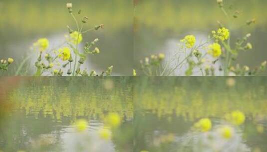 4K唯美油菜花水中倒影高清在线视频素材下载