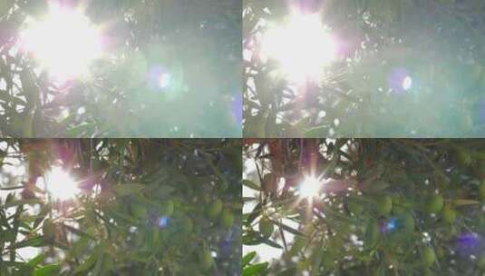 明亮的光线照耀着一棵橄榄树高清在线视频素材下载
