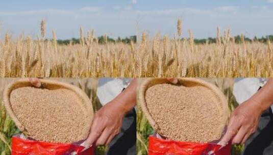 小麦丰收高清在线视频素材下载
